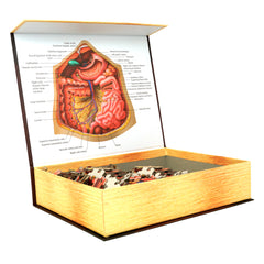 what's inside the box of the human abdomen jigsaw puzzle by Genius Games