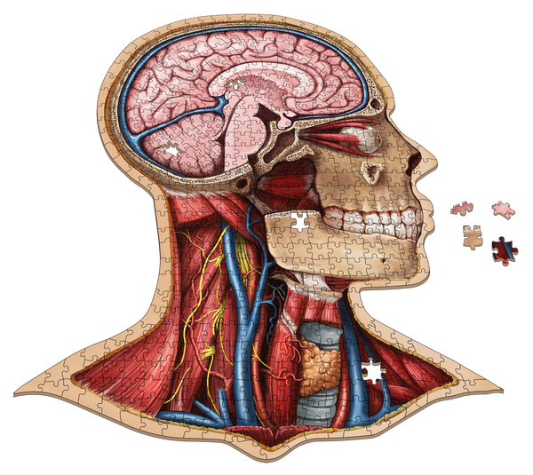 Human Head Anatomy Jigsaw Puzzle | Dr Livingston's Unique Shaped Science Puzzles, Accurate Medical Illustrations of the Body, Organs, Brain, Skull