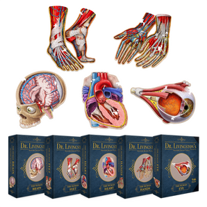 Human Anatomy Organ Puzzle Bundle | Unique Shaped Science Puzzles