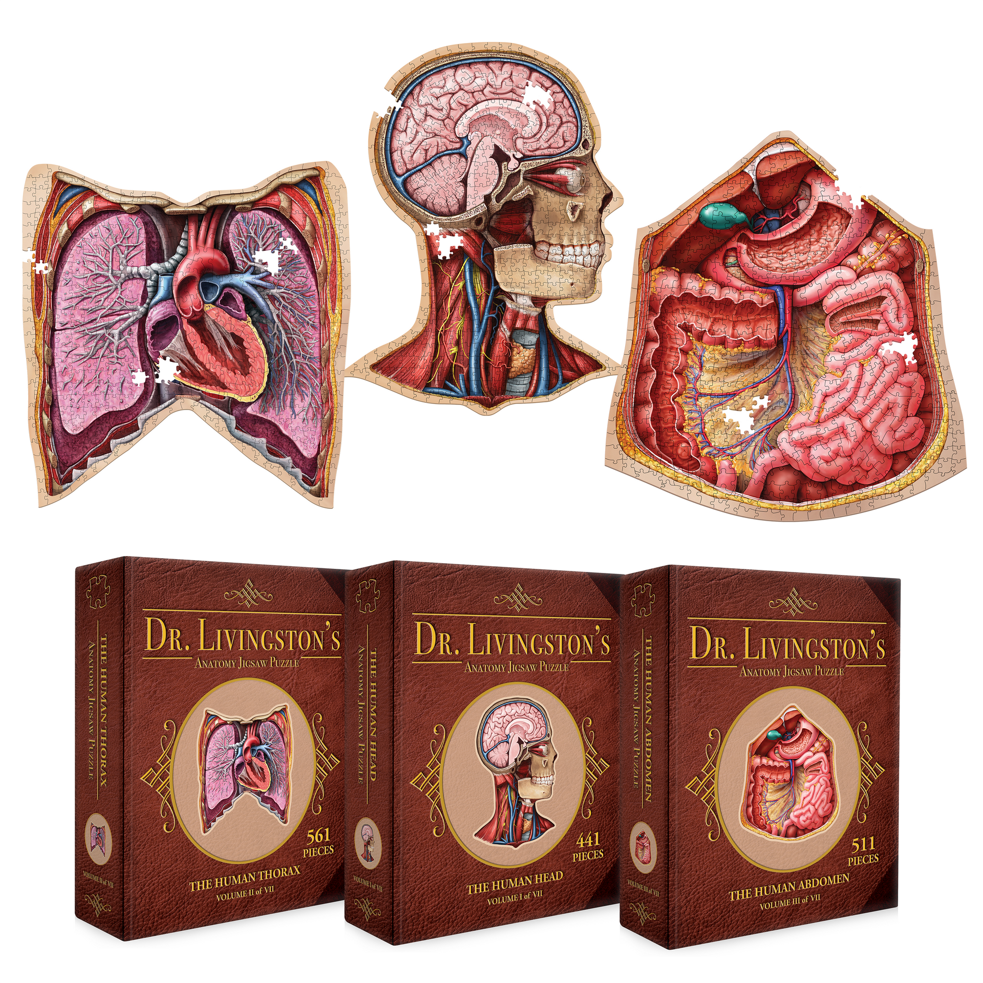 Bundle - Human Anatomy Jigsaw Puzzle Set of Head, Thorax and