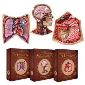 Bundle - Human Anatomy Jigsaw Puzzle Set of Head, Thorax and Abdomen