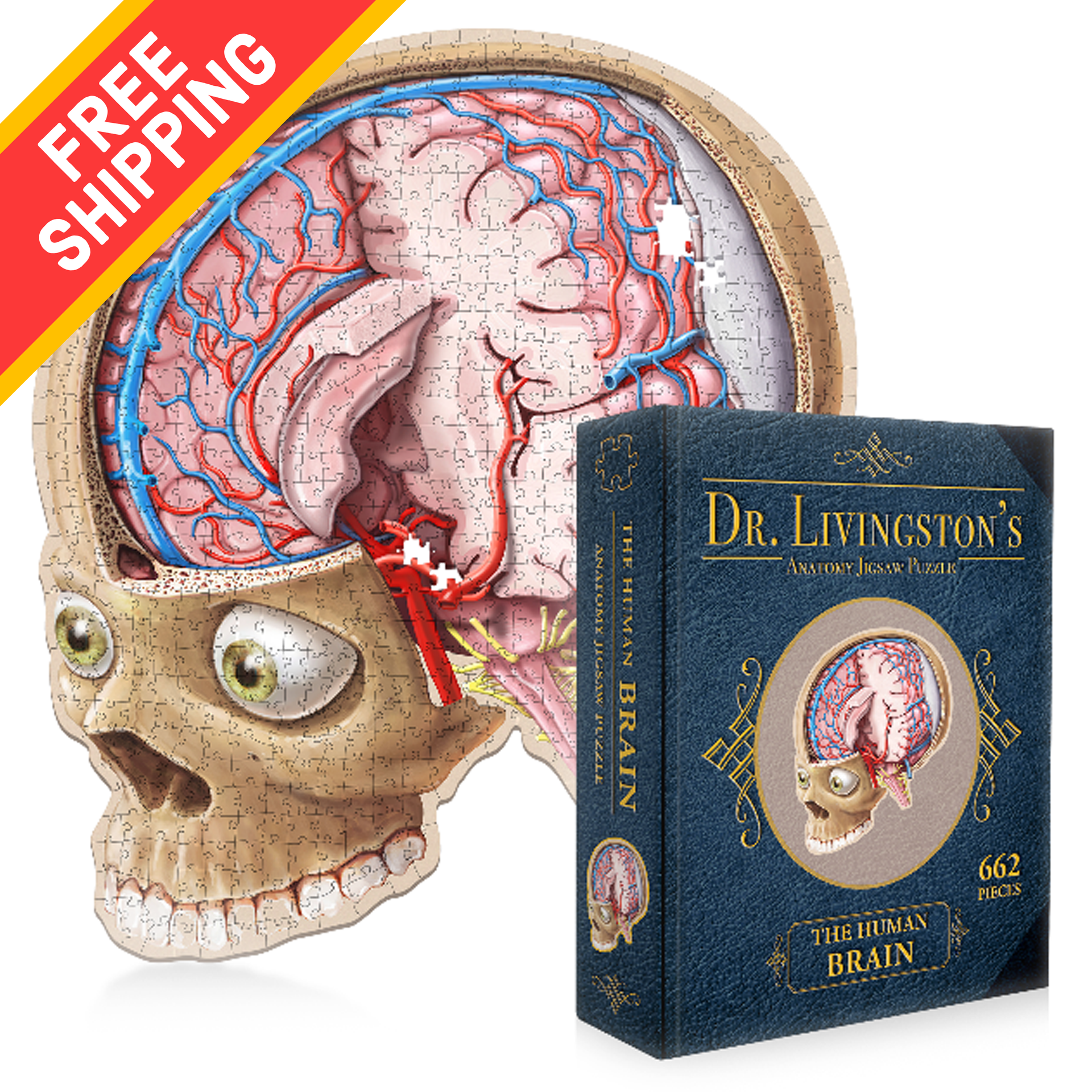 Human Brain Anatomy Jigsaw Puzzle | Unique Shaped Science Puzzles