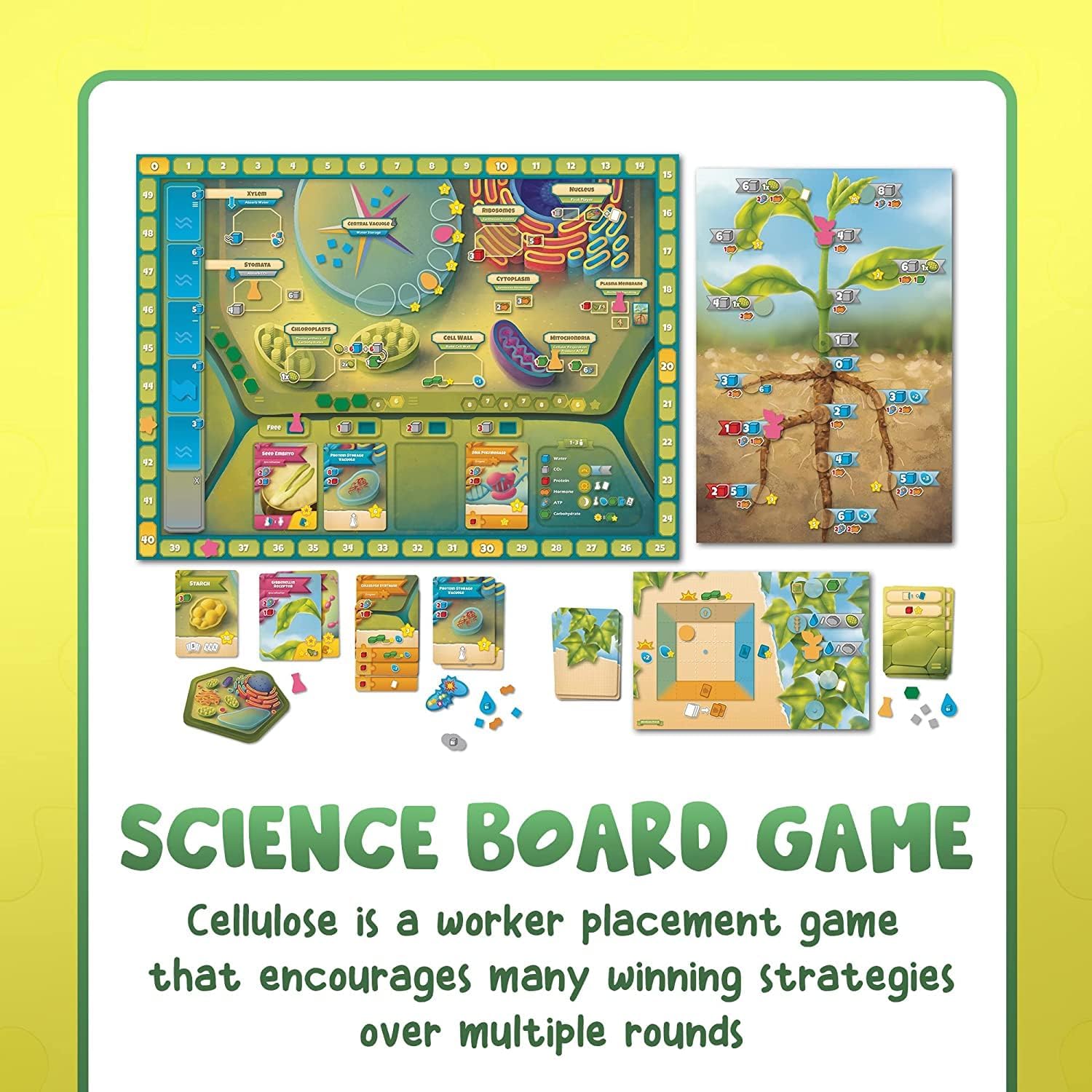 Biocell Game Free Shipping! Cellulose: A Plant Cell Biology Game | 2023 MENSA Recom ...