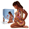 Pregnant Mother Anatomy Jigsaw Puzzle | 488-Piece Science Accurate Adult Puzzle | Educational and Entertaining 3ft x 2ft Poster Size Puzzle | Ideal Gift for Mothers, Educators & Medical Professionals