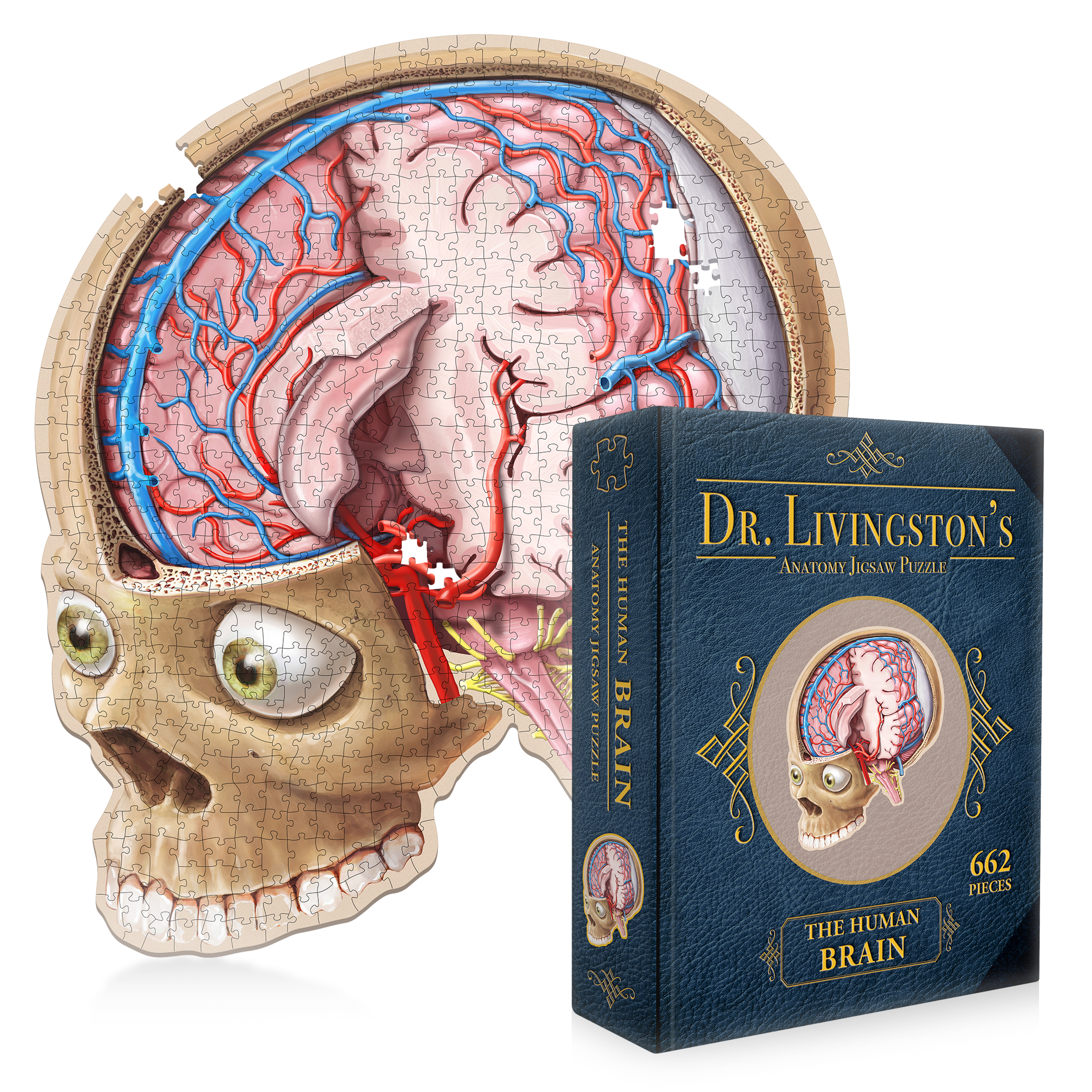 Human Brain Anatomy Jigsaw Puzzle | Dr. Livingston's Unique Shaped Science Puzzles