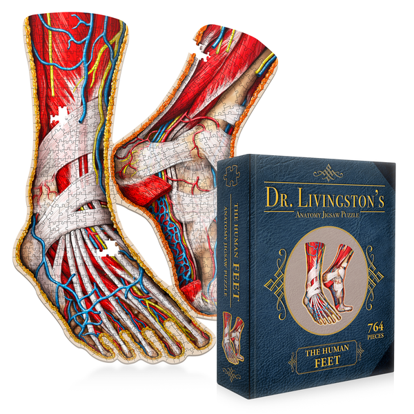 Human Feet Anatomy Jigsaw Puzzle | Dr. Livingston's Unique Shaped Science Puzzles