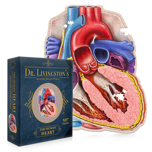Human Heart Anatomy Jigsaw Puzzle | Dr. Livingston's Unique Shaped Science Puzzles
