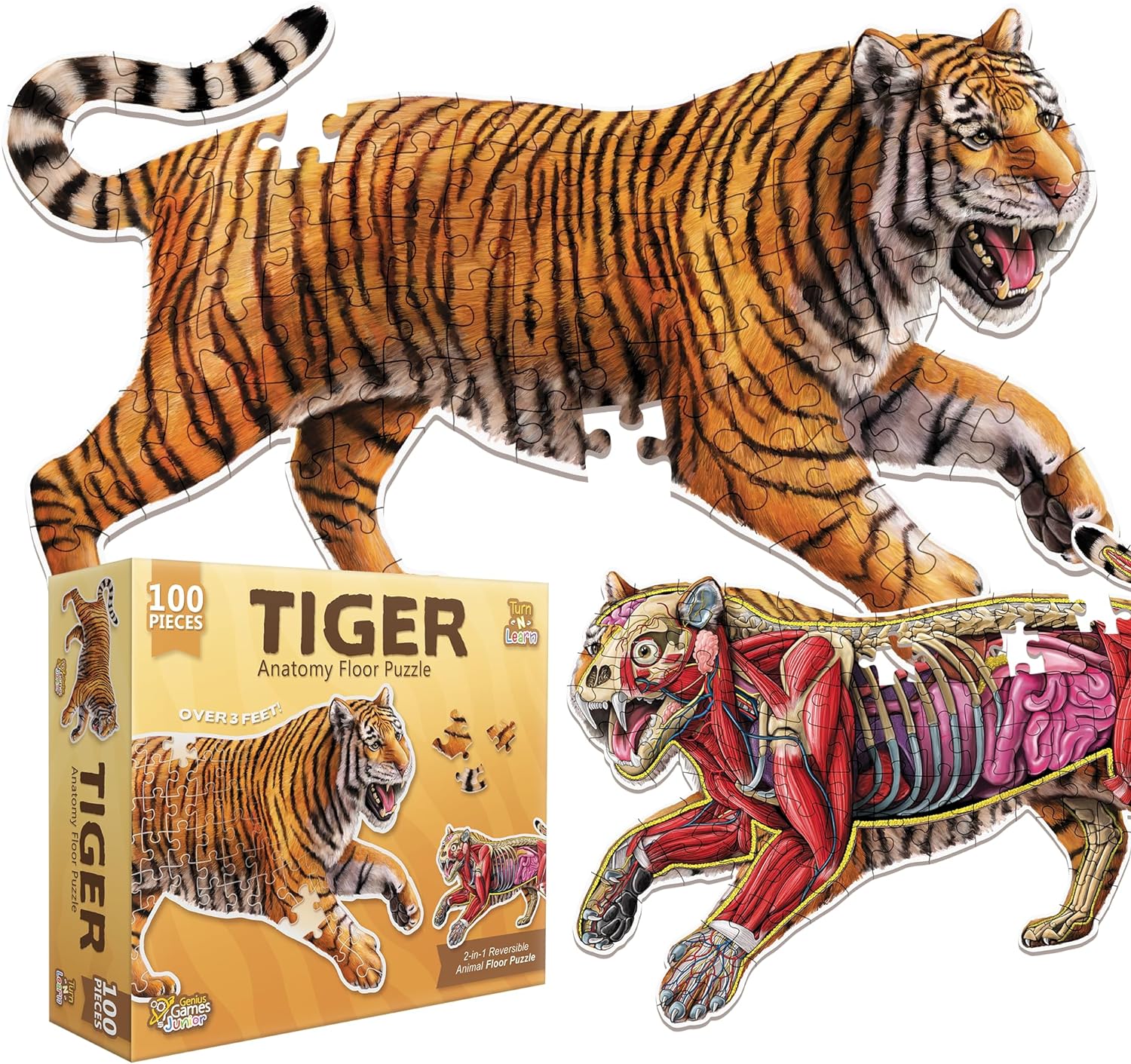 Tiger Animal Anatomy Floor Puzzle | 100-Piece Double Sided Jigsaw Puzzle | Large-Sized, Over 3 FT - Scientifically Accurate Illustration - Fun and Educational Toy for Kids, Toddlers and Families