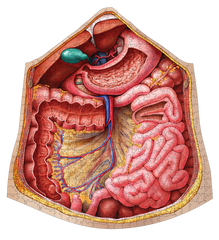 Human Abdomen Anatomy Jigsaw Puzzle | Dr Livingston's Unique Shaped Science Puzzles, Accurate Medical Illustrations of the Body, Organs, Stomach, Liver and Intestines