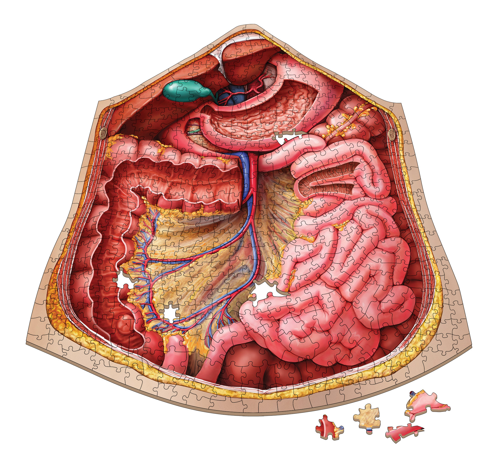 Human Abdomen Anatomy Jigsaw Puzzle | Dr Livingston's Unique Shaped Science Puzzles, Accurate Medical Illustrations of the Body, Organs, Stomach, Liver and Intestines