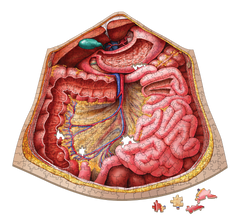 closer look of Dr. Livingston's Thorax puzzle