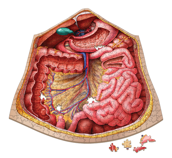 Human Abdomen Anatomy Jigsaw Puzzle | Dr Livingston's Unique Shaped Science Puzzles, Accurate Medical Illustrations of the Body, Organs, Stomach, Liver and Intestines
