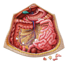 Human Abdomen Anatomy Jigsaw Puzzle | Dr Livingston's Unique Shaped Science Puzzles, Accurate Medical Illustrations of the Body, Organs, Stomach, Liver and Intestines