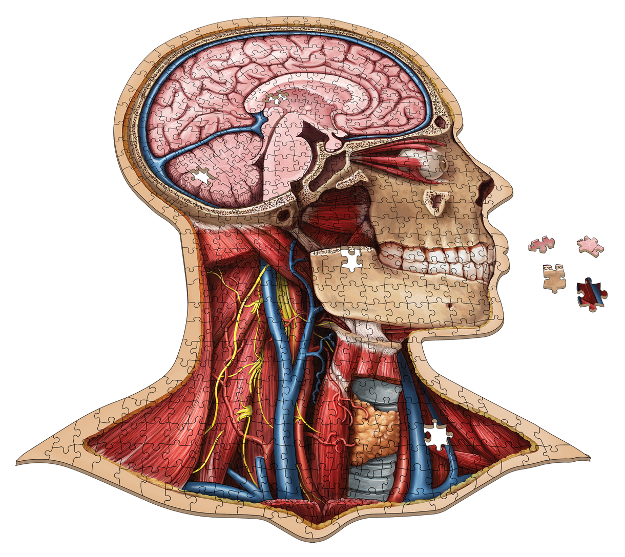 Human Head Anatomy Jigsaw Puzzle | Unique Shaped Science Floor Puzzles ...