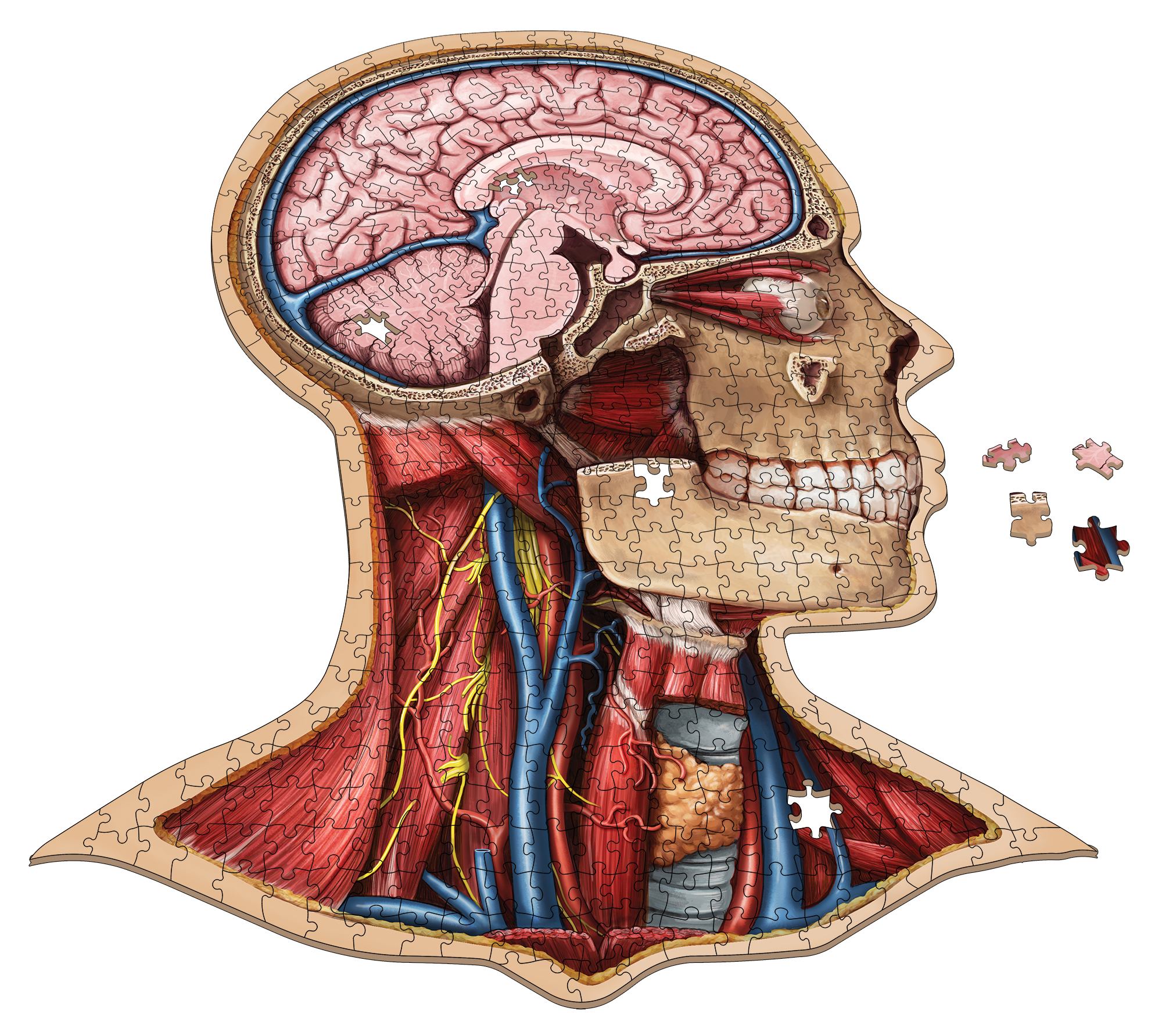 Human Head Anatomy Jigsaw Puzzle | Dr Livingston's Unique Shaped Science Puzzles, Accurate Medical Illustrations of the Body, Organs, Brain, Skull