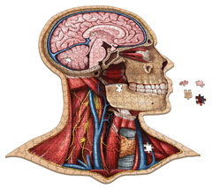 Human Head Anatomy Jigsaw Puzzle | Dr Livingston's Unique Shaped Science Puzzles, Accurate Medical Illustrations of the Body, Organs, Brain, Skull