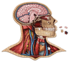 Human Head Anatomy Jigsaw Puzzle | Dr Livingston's Unique Shaped Science Puzzles, Accurate Medical Illustrations of the Body, Organs, Brain, Skull