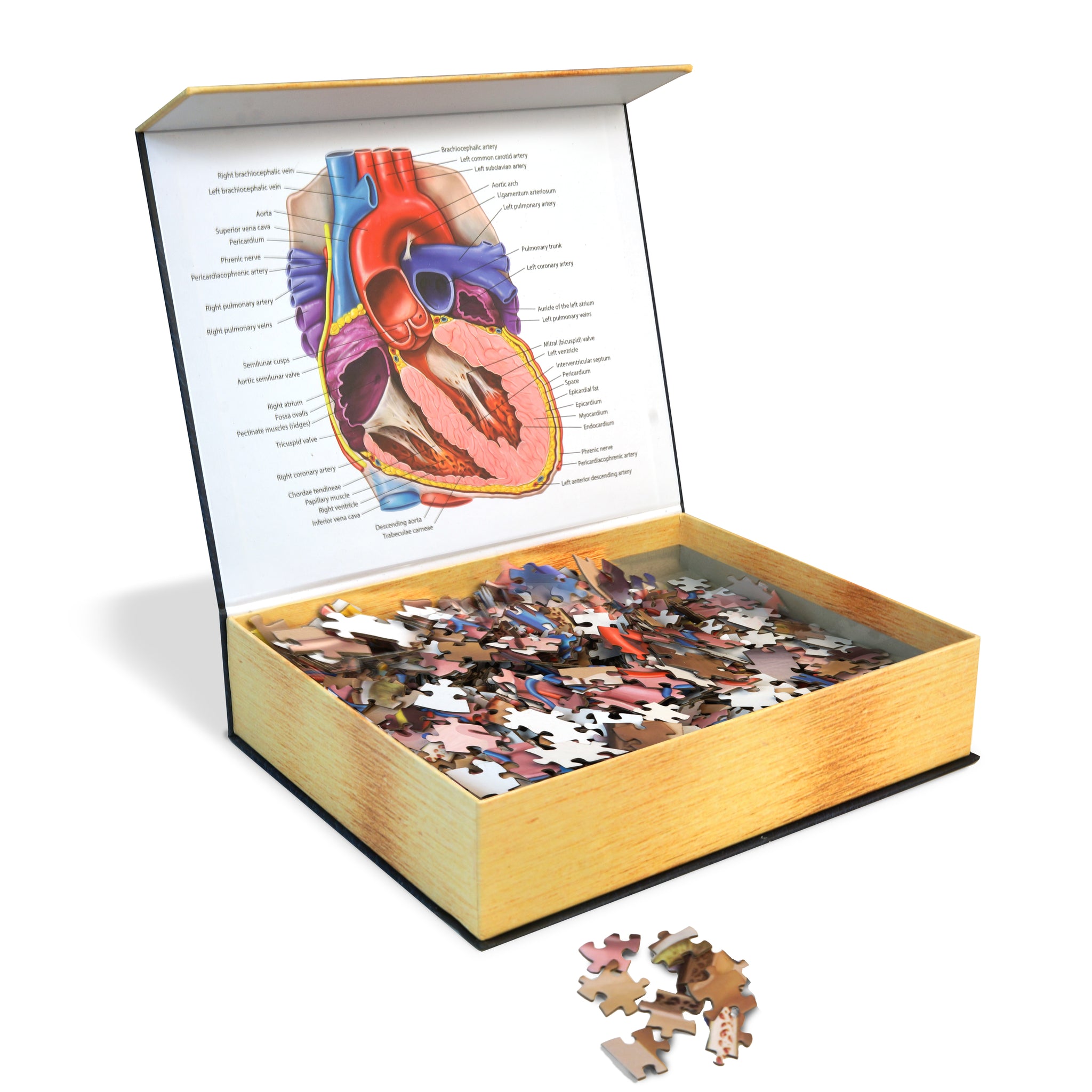 Human Heart Anatomy Jigsaw Puzzle Unique Shaped Science Puzzles