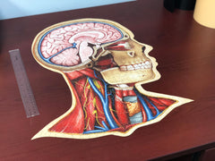 Human Head Anatomy Jigsaw Puzzle | Dr Livingston's Unique Shaped Science Puzzles, Accurate Medical Illustrations of the Body, Organs, Brain, Skull