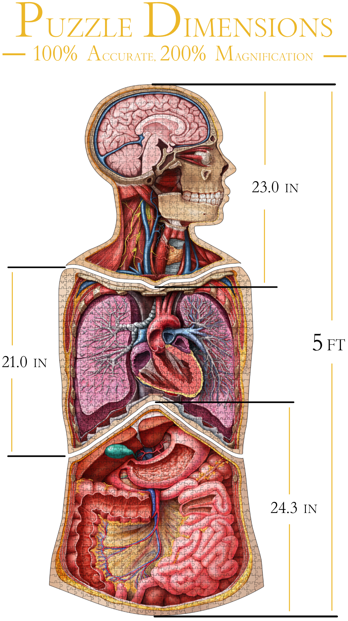 the dimensions of Dr. Livingston Upper Body Jigsaw puzzle