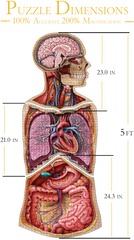 the dimensions of Dr. Livingston Upper Body Jigsaw puzzle