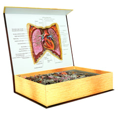 Bundle - Human Anatomy Jigsaw Puzzle Set of Head, Thorax and Abdomen