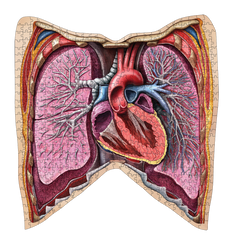 Human Thorax Anatomy Jigsaw Puzzle | Dr Livingston's Unique Shaped Science Puzzles, Accurate Medical Illustrations of the Body, Organs, Lungs and Heart