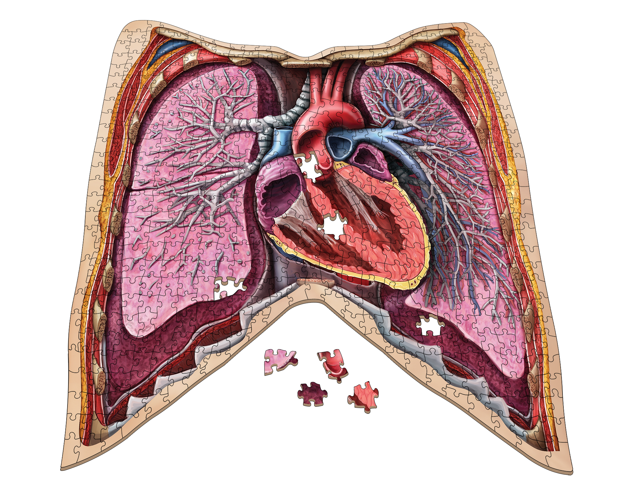 Human Thorax Anatomy Jigsaw Puzzle | Dr Livingston's Unique Shaped Science Puzzles, Accurate Medical Illustrations of the Body, Organs, Lungs and Heart