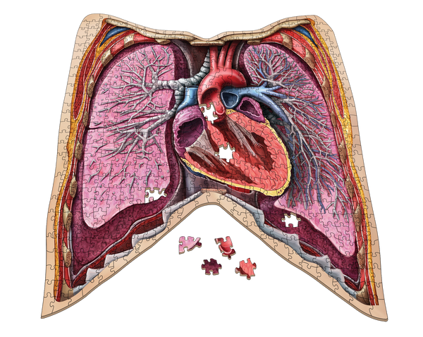 Human Thorax Anatomy Jigsaw Puzzle | Dr Livingston's Unique Shaped Science Puzzles, Accurate Medical Illustrations of the Body, Organs, Lungs and Heart