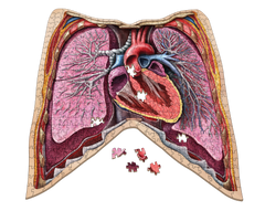 Human Thorax Anatomy Jigsaw Puzzle | Dr Livingston's Unique Shaped Science Puzzles, Accurate Medical Illustrations of the Body, Organs, Lungs and Heart