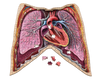 Human Thorax Anatomy Jigsaw Puzzle | Dr Livingston's Unique Shaped Science Puzzles, Accurate Medical Illustrations of the Body, Organs, Lungs and Heart