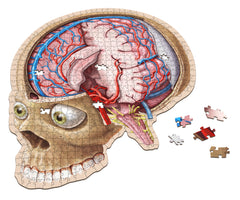 Human Brain Anatomy Jigsaw Puzzle | Dr. Livingston's Unique Shaped Science Puzzles